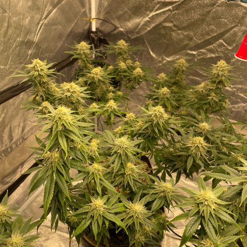  10th planet R1 growlog timeline photo