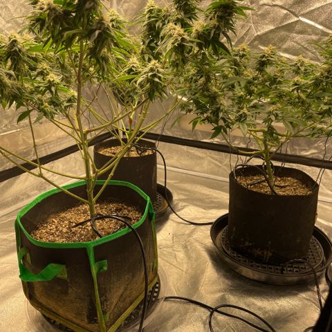  10th planet R1 growlog timeline photo