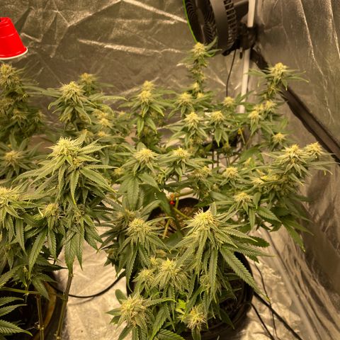  10th planet R1 growlog timeline photo