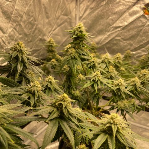  10th planet R1 growlog timeline photo
