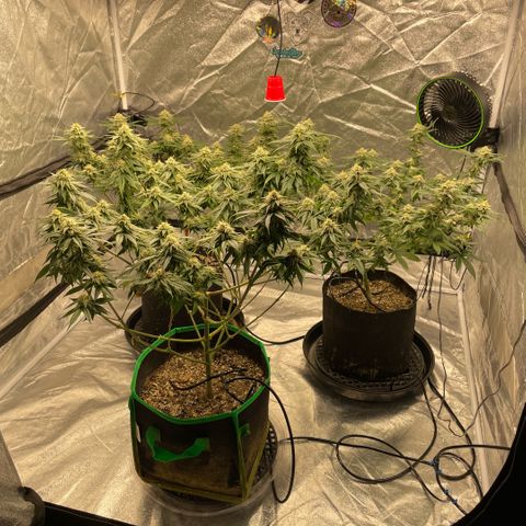  10th planet R1 growlog timeline photo