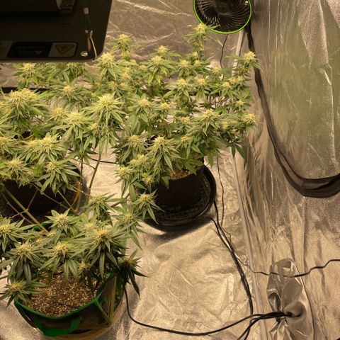  10th planet R1 growlog timeline photo