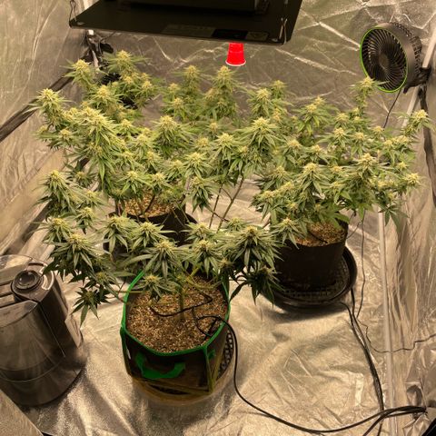  10th planet R1 growlog timeline photo