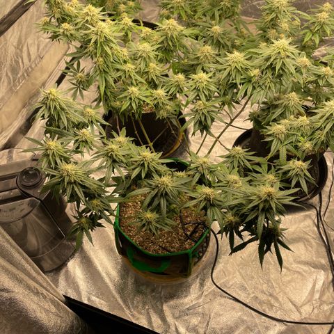  10th planet R1 growlog timeline photo