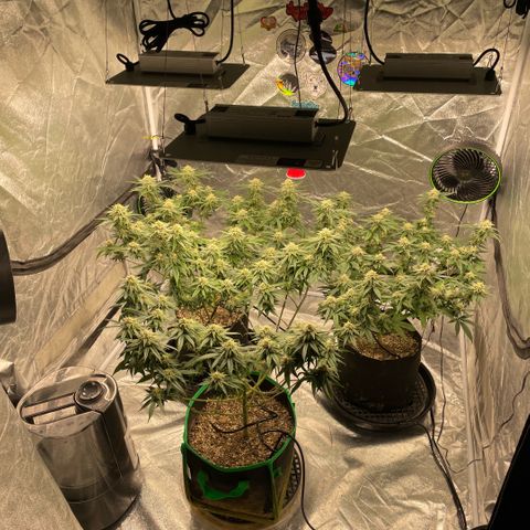  10th planet R1 growlog timeline photo