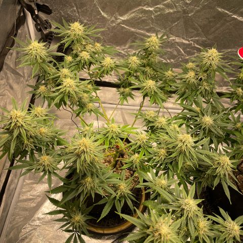  10th planet R1 growlog timeline photo