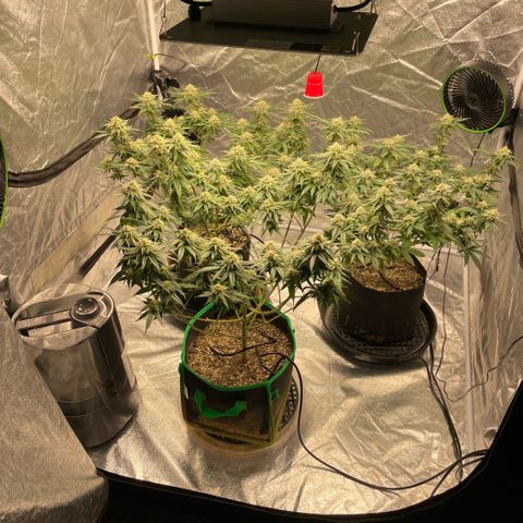  10th planet R1 growlog timeline photo