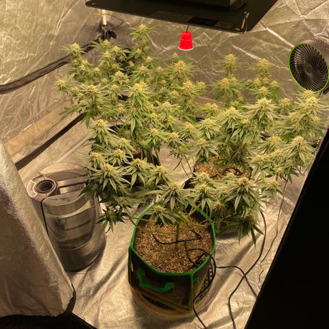 10th planet R1 growlog timeline photo
