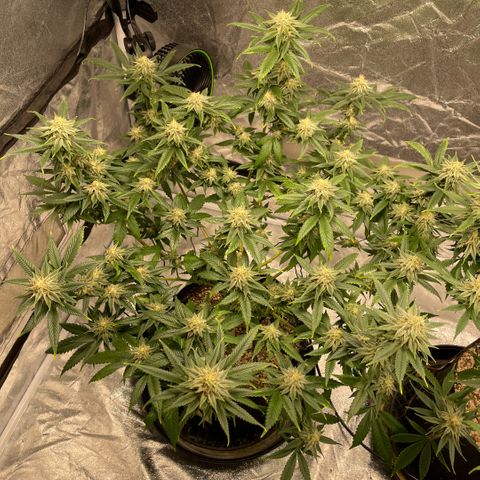  10th planet R1 growlog timeline photo
