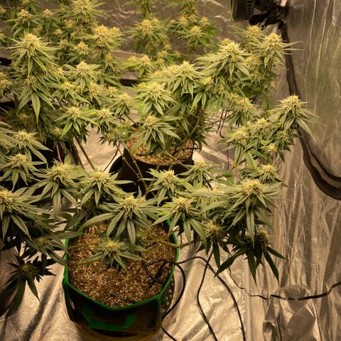  10th planet R1 growlog timeline photo
