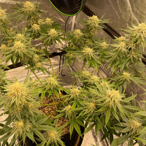  10th planet R1 growlog timeline photo
