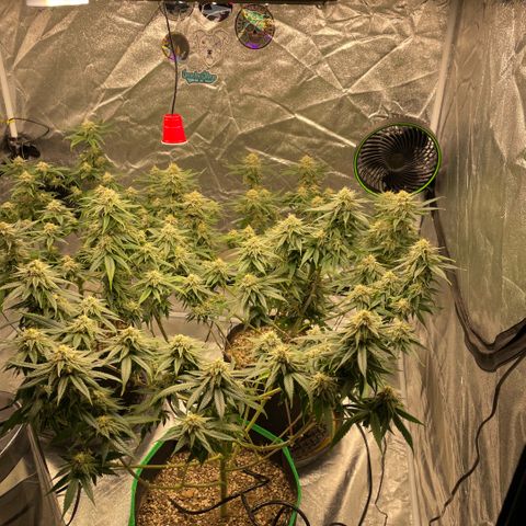  10th planet R1 growlog timeline photo