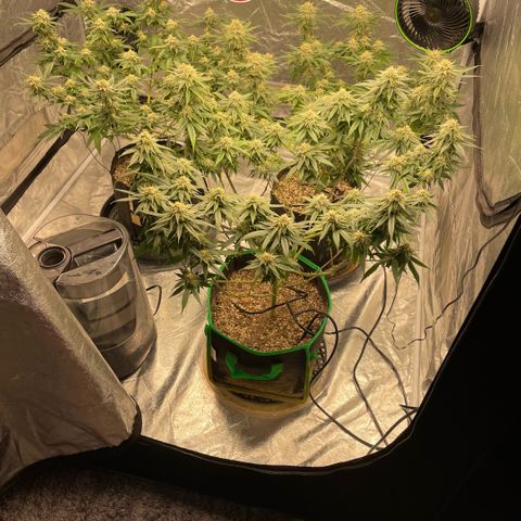  10th planet R1 growlog timeline photo
