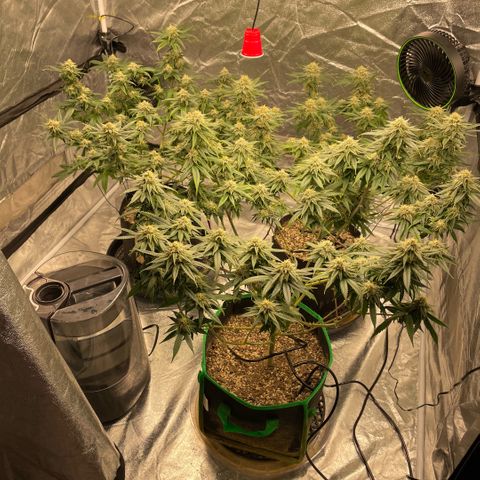  10th planet R1 growlog timeline photo