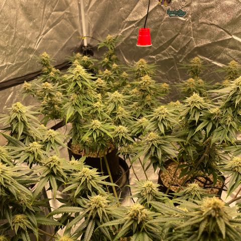  10th planet R1 growlog timeline photo