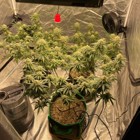  10th planet R1 growlog timeline photo