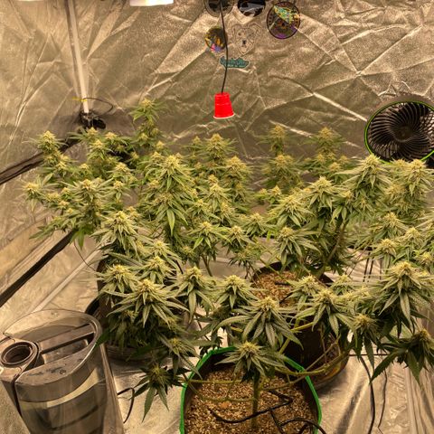  10th planet R1 growlog timeline photo