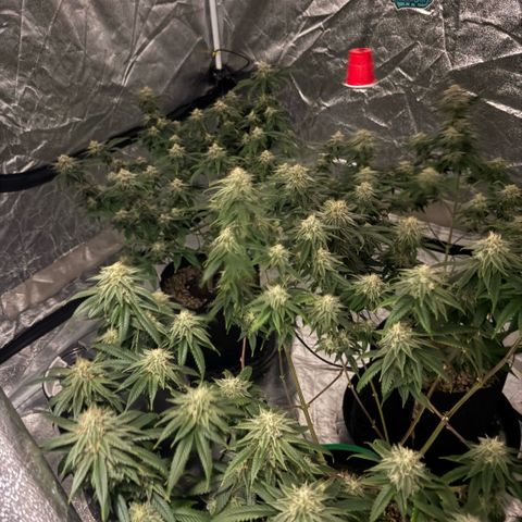 10th planet R1 growlog timeline photo