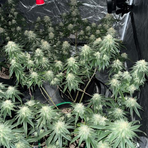  10th planet R1 growlog timeline photo