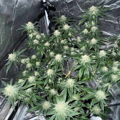  10th planet R1 growlog timeline photo