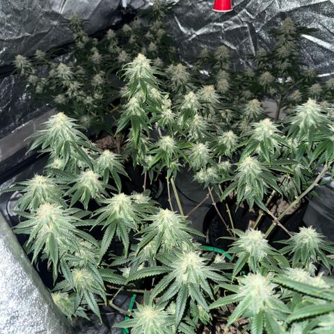  10th planet R1 growlog timeline photo
