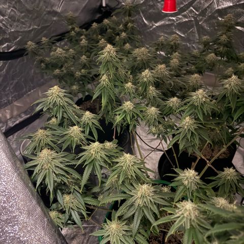  10th planet R1 growlog timeline photo