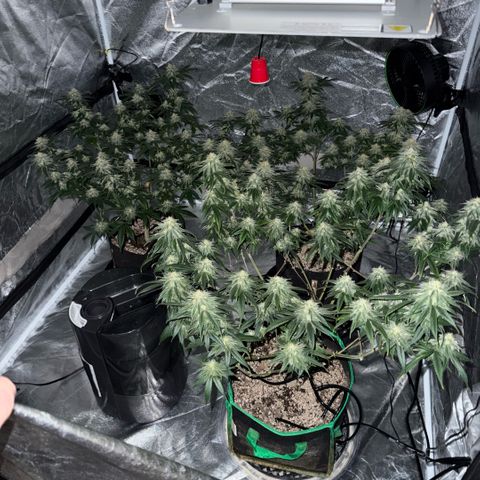  10th planet R1 growlog timeline photo