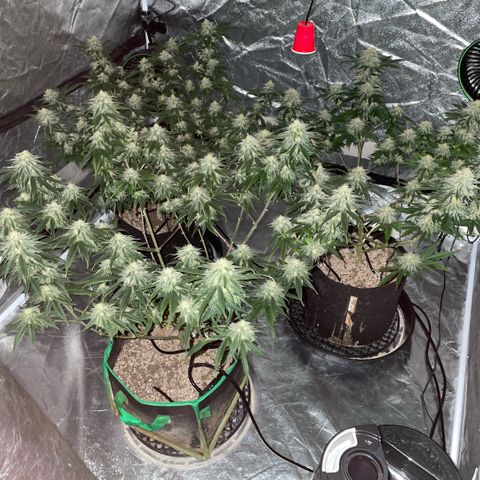  10th planet R1 growlog timeline photo