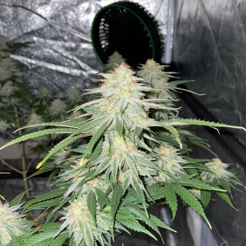  10th planet R1 growlog timeline photo