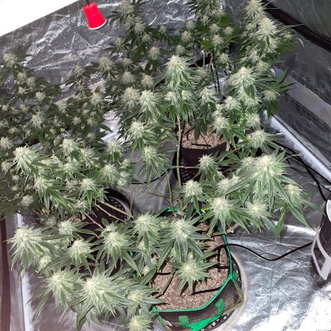  10th planet R1 growlog timeline photo