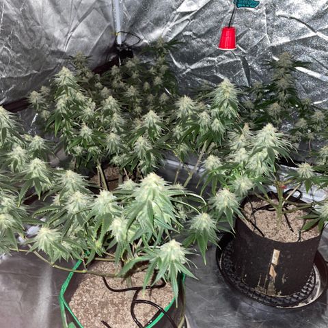  10th planet R1 growlog timeline photo
