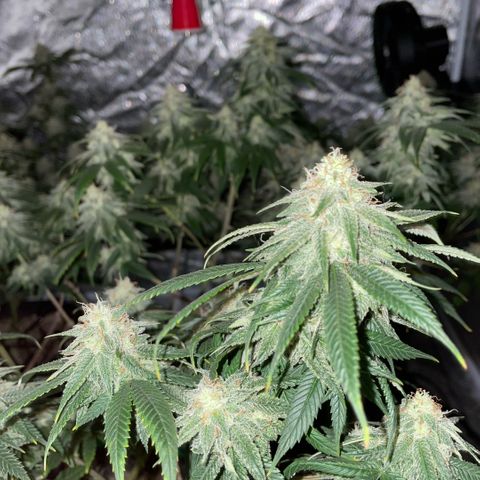  10th planet R1 growlog timeline photo