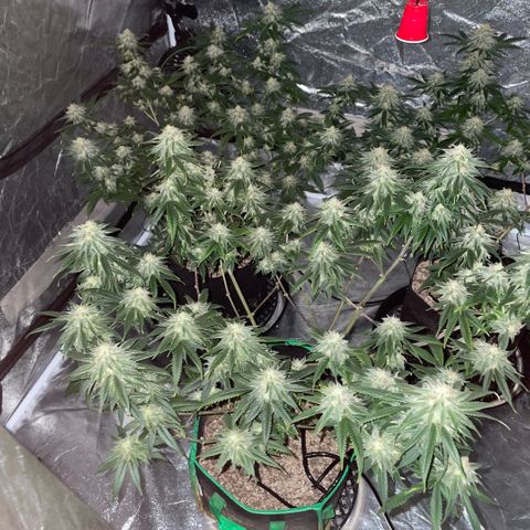 10th planet R1 growlog timeline photo