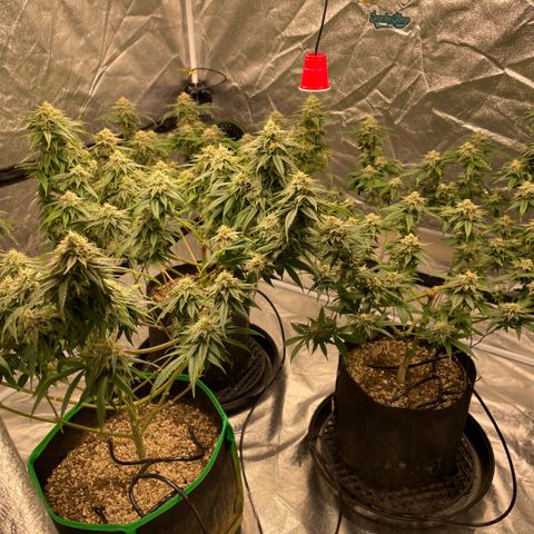  10th planet R1 growlog timeline photo