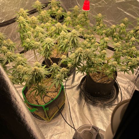  10th planet R1 growlog timeline photo