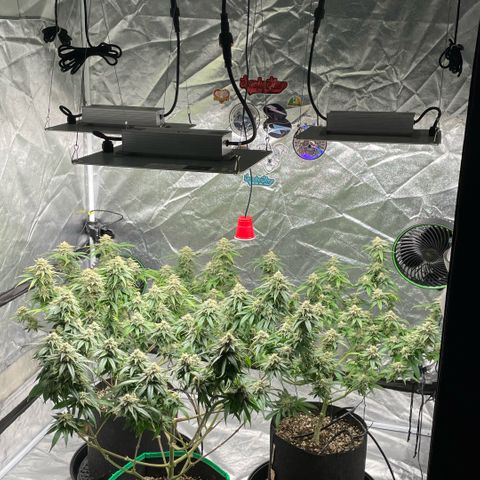  10th planet R1 growlog timeline photo
