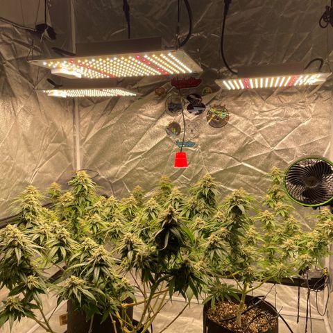  10th planet R1 growlog timeline photo