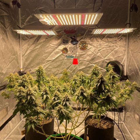  10th planet R1 growlog timeline photo