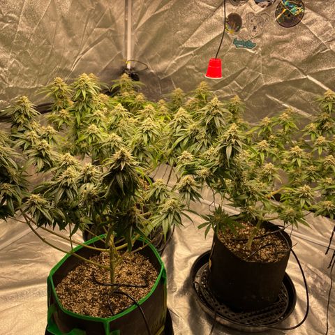  10th planet R1 growlog timeline photo