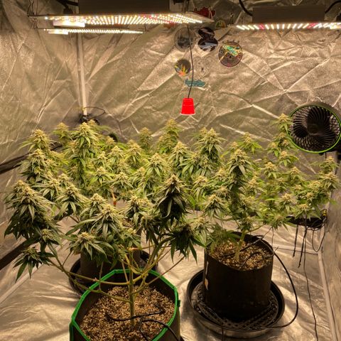  10th planet R1 growlog timeline photo