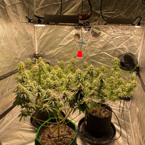  10th planet R1 growlog timeline photo