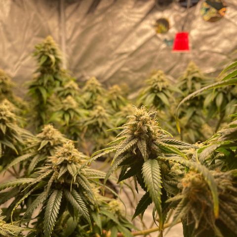 10th planet R1 growlog timeline photo