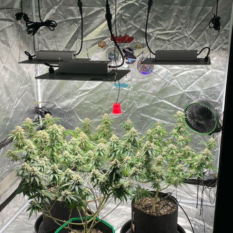  10th planet R1 growlog timeline photo