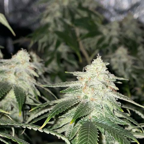  10th planet R1 growlog timeline photo