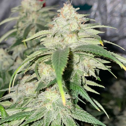  10th planet R1 growlog timeline photo