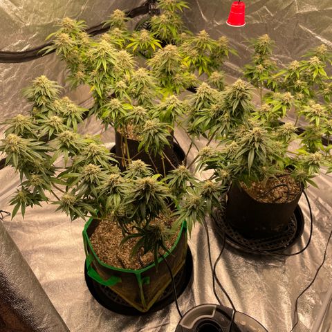  10th planet R1 growlog timeline photo