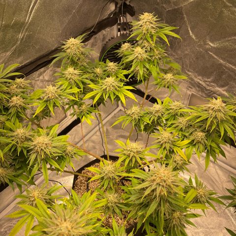  10th planet R1 growlog timeline photo