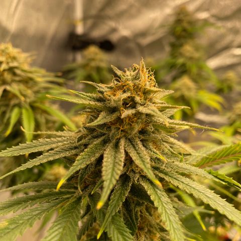  10th planet R1 growlog timeline photo