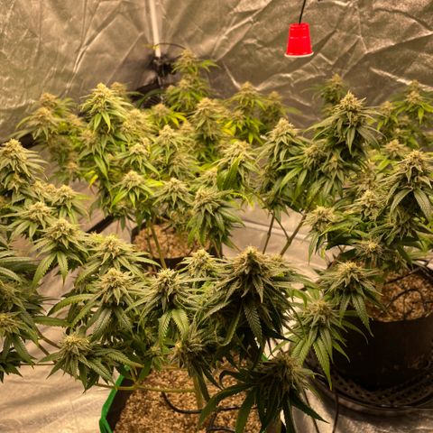  10th planet R1 growlog timeline photo