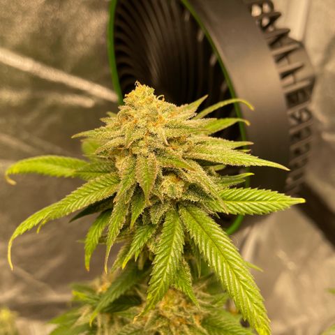  10th planet R1 growlog timeline photo